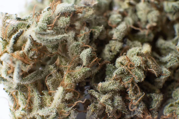 Thc Kief Öğütücüde Marihuana Doğa Otu Yakın Çekim Esrarlı Makrosu — Stok fotoğraf