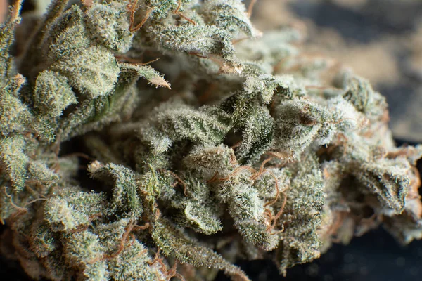 大麻花蕾宏观 大麻的自然萌芽紧密相连 Thc Kief Grinder 壶在芽上叶子Cbd 白底白底 — 图库照片