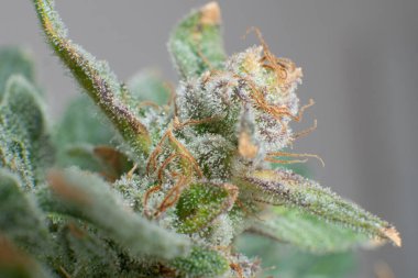 Esrar yeşili çiçek. Makro üçlü kenevir. Marihuana tomurcuğu yakın. Ot 'ta CBD THC var. Sativa Taze Yeşil Ot Detayları. Hint çiçeği..