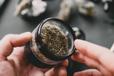 Esrar mekanı. Esrar kullanımı kavramı. Marihuanayı öğütücüyle hazırlıyor ve yuvarlıyor. Marihuana, esrar sarma.