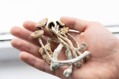 Psilosibin mantarı. Psilosibin mantarı. Büyülü mantarı kapat. Psikedelik ilaç. Elinde kuru Psilocybe cubensis var. Albino bir tür. Beyaz arkaplan.