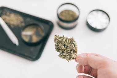 Öğütücü ve esrar otu tomurcuğu. Marihuana doğa otu yakın çekim. Beyaz arka plan. THC Kief öğütücüde. Ot CBD 'nin üzerinde kalıyor. Sativa Indica Tıbbi Sağlık.