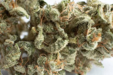 THC Kief öğütücüde. Marihuana doğa otu yakın çekim. Esrarlı ot makrosu. Ot CBD 'nin üzerinde kalıyor. Beyaz arka plan Vartical çekimi. Sativa Indica Tıbbi Sağlık.