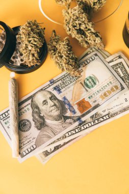 Kenevir doğa otu. Sarı arka plan. Sativa THC CBD. Indica sağlık sigortası. Ot tomurcuklara yapışıyor. Esrar tomurcuğu ve öğütücü. Esrar. Dikey çekim .