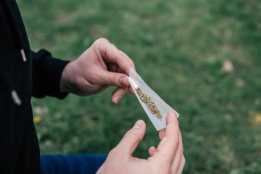 Indica sağlık sigortası. Sarı arka plan. Kenevir doğa otu. Ot tomurcuklara yapışıyor. Esrar tomurcuğu ve öğütücü. Sativa THC CBD.