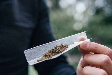 Esrar tomurcuğu ve öğütücü. Sativa THC CBD. Indica sağlık sigortası. Sarı arka plan. Kenevir doğa otu. Tencere tomurcuklanıyor..