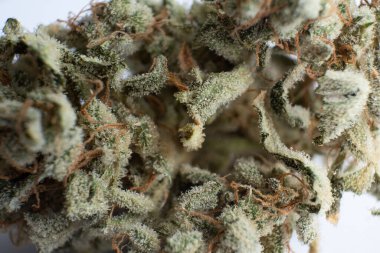 Esrarlı ot makrosu. Ot CBD 'nin üzerinde kalıyor. Beyaz arka plan Vartical çekimi. Sativa Indica tıbbi sağlığı. THC Kief öğütücüde. Marihuana doğa otu. Yakın çekim..