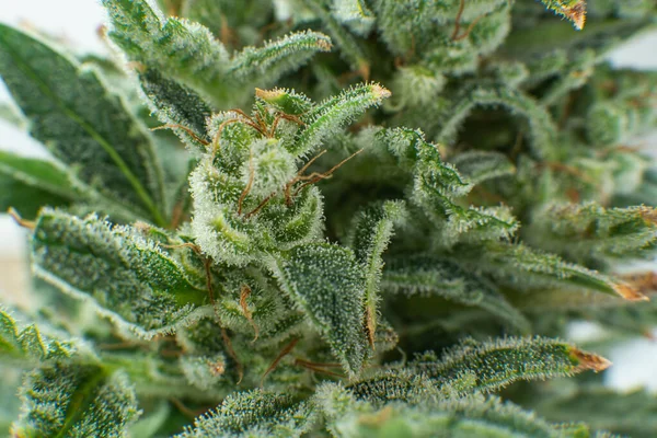 Macro Tricomas Cannabis Sativa Cbd Thc Pot Flor Indica Brote — Foto de Stock