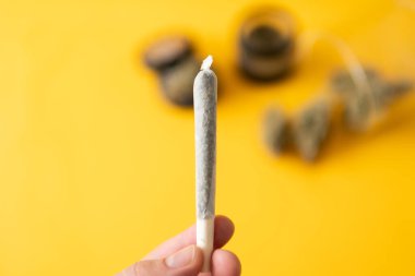 Esrar. Sativa THC CBD. Kenevir doğa otu. Indica sağlık sigortası. Ot tomurcuklara yapışıyor. Esrar tomurcuğu ve öğütücü. Sarı arkaplan.