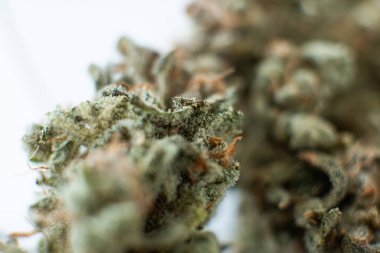 Marihuana doğa otu. Indica Sativa sağlık sigortası. Öğütücü ve esrar otu tomurcuğu. Dikey çekimi kapat. Beyaz arka plan. Öğütücüdeki Kief. Tencere tomurcuklara dökülür THC CBD.