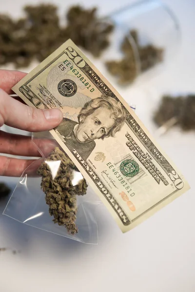 Sativa Egészségi Állapota Cannabis Pénz Fekete Piacon Marihuána Dollárbankjegyek Fehér — Stock Fotó