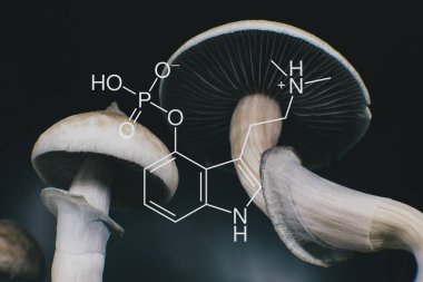 Tahta bir mantarın üzerindeki psilosibin kimyasal formülü. Büyülü mantarı kapat. Psikedelik ilaç. Albino bir tür. Kuru Psilocybe cubensis. Psilosibin mantarı..