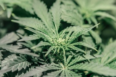 Kurşunlu ışığın altında yetiştirme. Kapatın. Evde marihuana. Marihuana yetiştirme çadırında. Kenevir yetiştirmek. Esrar bitkisi.