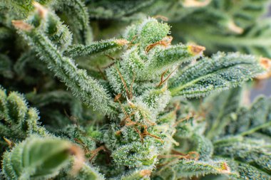Marihuana tomurcuğu yakın. İndika çiçeği. Esrar yeşili çiçek. Makro üçlü kenevir. Sativa CBD THC in Pot. Taze yeşil ot Detaylarıyla.