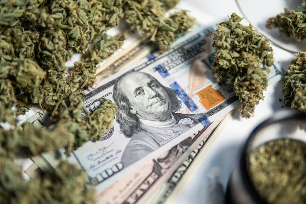 Money weed. Cannabis money black market. The pot buds. White background. Cannabis in Economics . CBD THC herb. Sativa medical health. Marijuana bud and banknotes of dollars.