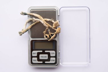 Psilosibin mantarı. Psilosibin mantarı. Büyülü mantarı kapat. Albino bir tür. Beyaz arka plan. Psikedelik ilaç. Dry Psilocybe cubensis.