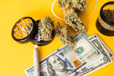 Sarı arka plan. Esrar. Sativa THC CBD. Indica sağlık sigortası. Esrar tomurcuğu ve öğütücü. Ot tomurcuklara yapışıyor. Kenevir doğa otu.