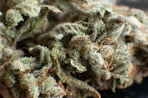 Cannabis Füves Bimbó Makró Sativa Indica Egészségi Állapota Marihuána Természet — Stock Fotó