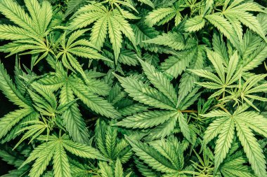 Kurşunlu ışığın altında yetiştirme. Evde marihuana. Kenevir yetiştirmek. Marihuana yetiştirme çadırında. Kapatın. Esrar bitkisi.