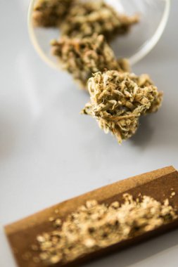 Ot tomurcuklara yapışıyor. Beyaz arka plan. Esrar tomurcuğu ve öğütücü. Sativa Indica tıbbi sağlığı. Marijuana doğa otu THC CBD .