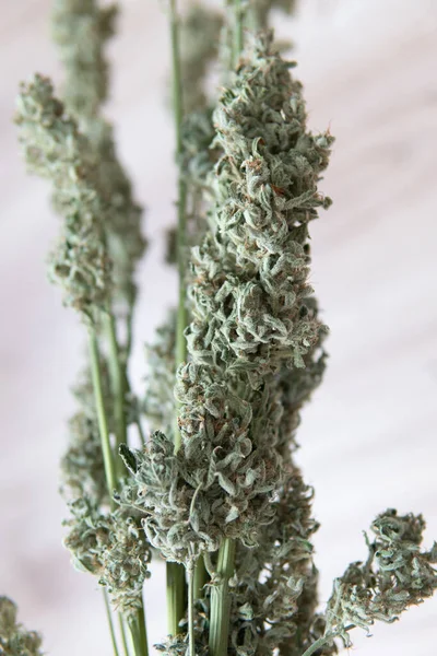 Přírodní Lékařská Tráva Marihuana Zblízka Bílé Pozadí Cbd Thc Tráva — Stock fotografie