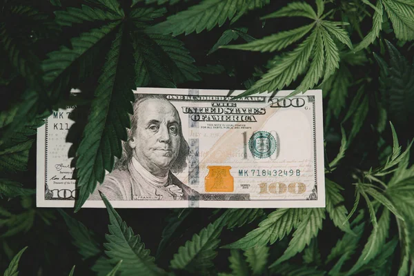 Dollar usa bill on cannabis leaves. Taxation and marijuana. The economy of marijuana industry. Tax on dispenser. Money and cannabis. Pot finance. Revenues in the marijuana industry and the medical.