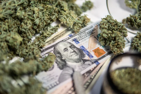 Cannabis money black market. Cannabis in Economics. White background. Marijuana bud and banknotes of dollars. CBD THC herb. Sativa medical health. Money weed. The pot buds.