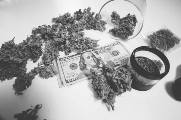 Cannabis money black market. Marijuana bud and banknotes of dollars. White background. The pot buds. Money weed. CBD THC herb. Cannabis in Economics. Sativa medical health. Black and white.