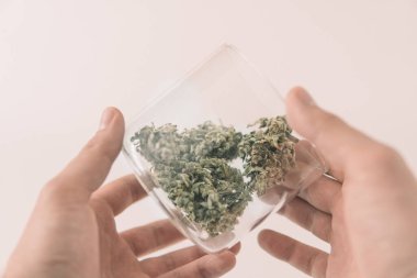 Şeker saksısı, bütçede kalır. Sativa sağlık sigortası. Cam kavanozda esrar tomurcukları. İnsanlar marihuana tomurcuğu veriyor. Marihuana doğası. Beyaz arka plan. CBD THC şifalı bitkisi. Ot toplama zamanı..