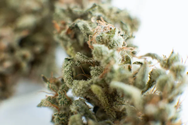 Marihuána Természet Bimbó Daráló Kannabisz Fűbimbó Függőleges Lövés Lezárva Fehér — Stock Fotó