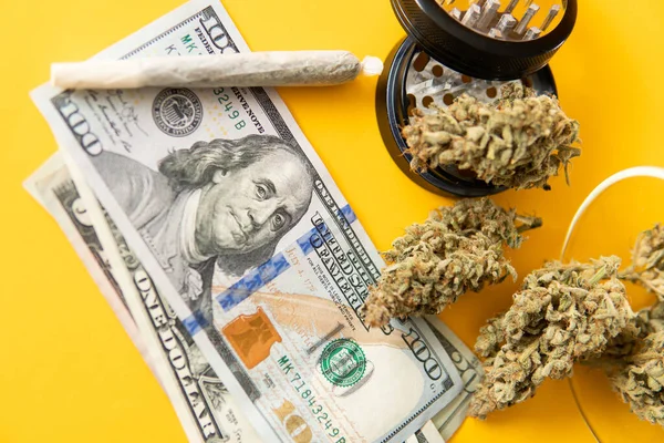 Közös Kannabisz Természet Bimbó Sárga Háttér Sativa Thc Cbd Indica — Stock Fotó