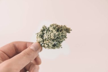 CBD THC şifalı bitkisi. Ot toplama zamanı. Şeker saksısı, bütçede kalır. Sativa sağlık sigortası. Cam kavanozda esrar tomurcukları. İnsanlar marihuana tomurcuğu veriyor. Marihuana doğası. Beyaz arkaplan.