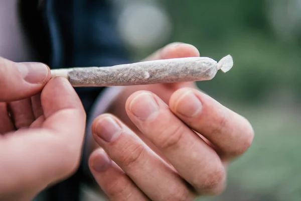 Krukan Löv Knoppar Cannabis Naturknopp Sativa Thc Konventionen Marijuana Gräs — Stockfoto