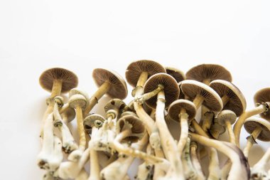 Albino 'yu büyütüyor. Beyaz arka plan. Taze Psilocybin mantarı. Halüsinojenik saykodelik ilaç. Sihirli mantar. Mantar halüsinojeni. Psilosibin tıbbi araştırması. Psilosibin cubensis mantarı..