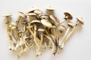Halüsinojenik saykodelik ilaç. Psilosibin tıbbi araştırması. Mantar halüsinojeni. Taze Psilocybin mantarı. Taze Psilocybin mantarı. Psilosibin cubensis mantarı..