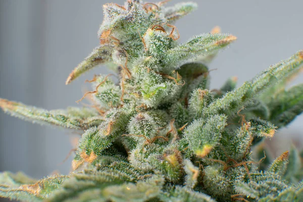 Marijuana Knopp Närbild Indica Blomma Grytgrön Blomma Makrotrichomes Cannabis Sativa — Stockfoto