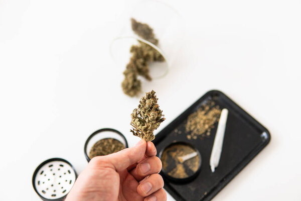 Сатива Индика медицинское здоровье. ТХК Химик. Марихуана бутон природы закрыть. Grinder и конопли бутон. Трава уходит на бутонах CBD. Белый фон.