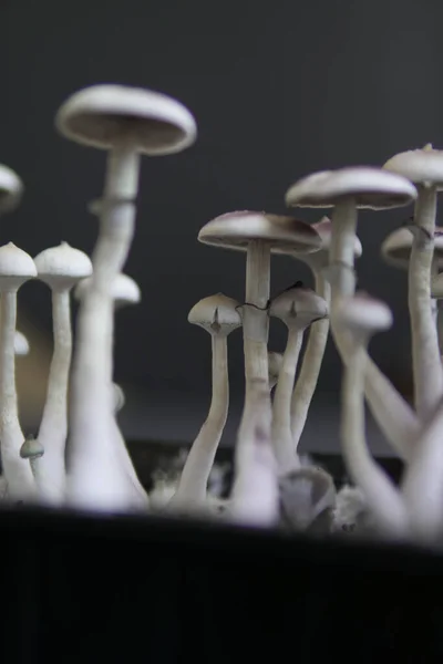 Magic Shroom Fungi Hallucinogen Hallucinogenic Psychedelic Drug Growing Albino Strain — Stock Photo, Image