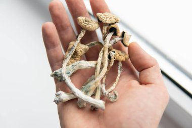 Beyaz arka plan. Psikedelik ilaç. Elinde kuru Psilocybe cubensis var. Psilosibin mantarı. Albino bir tür. Büyülü mantarı kapat. Psilosibin Mantarı.
