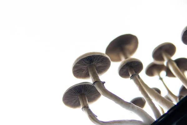 Psilocybin Cubensis Hongo Droga Psicodélica Alucinógena Hongos Mágicos Investigación Médica — Foto de Stock