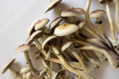 Psilosibin cubensis mantarı. Taze Psilocybin mantarı. Sihirli mantar. Mantar halüsinojeni. Halüsinojenik saykodelik ilaç. Albino 'yu büyütüyor. Psilosibin tıbbi araştırması. Beyaz arkaplan.