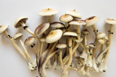 Psilosibin cubensis mantarı. Halüsinojenik saykodelik ilaç. Psilosibin tıbbi araştırması. Mantar halüsinojeni. Taze Psilocybin mantarı. Taze Psilocybin mantarı.