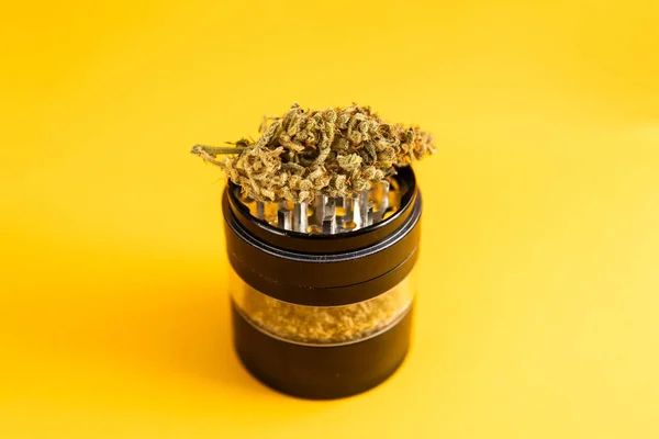 医疗健康指数 大麻属植物萌芽 黄色背景 Sativa Thc Cbd 大麻杂草芽和磨床 壶在芽上叶子 — 图库照片