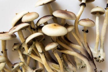 Psilosibin tıbbi araştırması. Psilosibin cubensis mantarı. Beyaz arka plan. Taze Psilocybin mantarı. Sihirli mantar. Mantar halüsinojeni. Halüsinojenik saykodelik ilaç. Büyüyen Albino Bir tür.