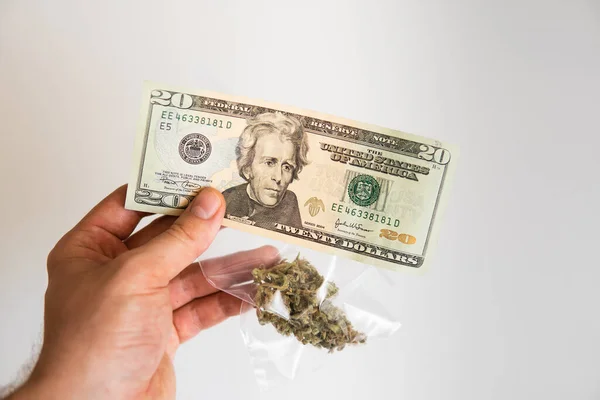 钱是杂草 Sativa医疗健康 大麻芽和美元钞票 大麻钱黑市 Cbd Thc香草 锅子发芽了 白色背景 经济学中的大麻 — 图库照片