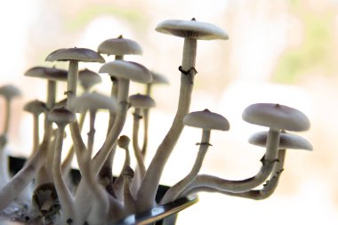 Mantar halüsinojeni. Taze Psilocybin mantarı. Albino 'yu büyütüyor. Psilosibin cubensis mantarı. Halüsinojenik saykodelik ilaç. Sihirli mantar. Psilosibin tıbbi araştırması .