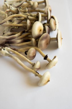 Taze Psilocybin mantarı. Taze Psilocybin mantarı. Psilosibin cubensis mantarı. Halüsinojenik saykodelik ilaç. Psilosibin tıbbi araştırması. Mantar halüsinojeni.