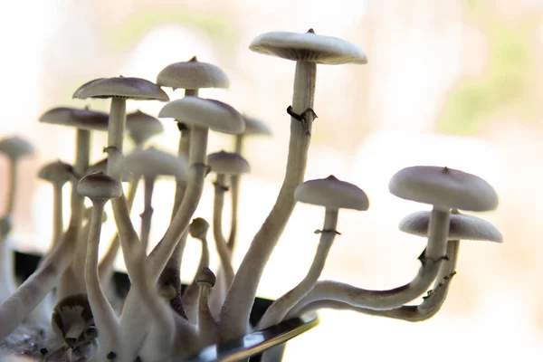 Hongos Alucinógenos Champiñón Fresco Psilocybin Cultivando Albino Una Cepa Psilocybin — Foto de Stock