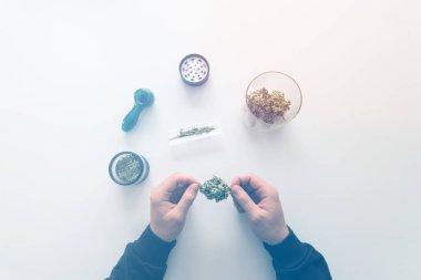 Kenevir öğütücüde tomurcuklanır. Marihuana doğası. Beyaz arka plan. Üst Manzara. Sativa tıbbi sağlığı. Şeker saksısı tomurcuklara yapışıyor. İnsanlar marihuana tomurcuğu veriyor. CBD THC şifalı bitkisi. Işık tonu sızdırıyor