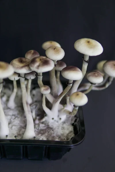 Champiñón Fresco Psilocybin Hongos Alucinógenos Hongos Mágicos Droga Psicodélica Alucinógena — Foto de Stock